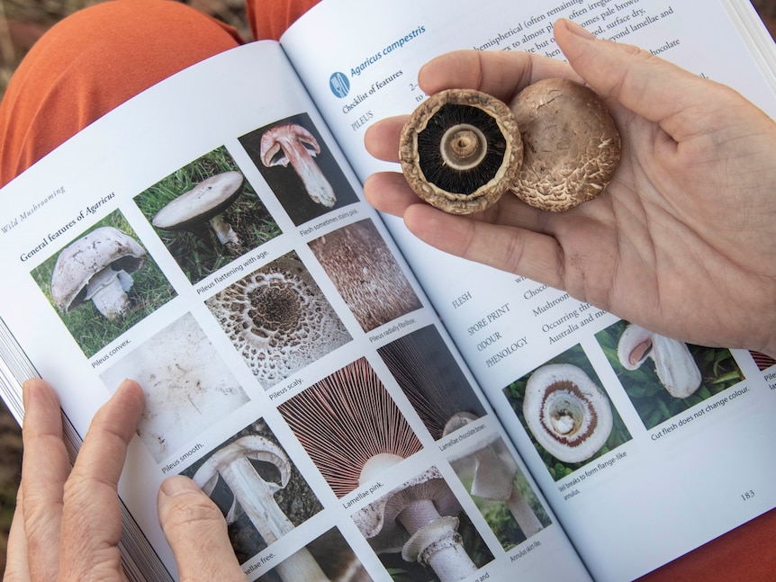 A hand holds mushrooms in front of an identification book.