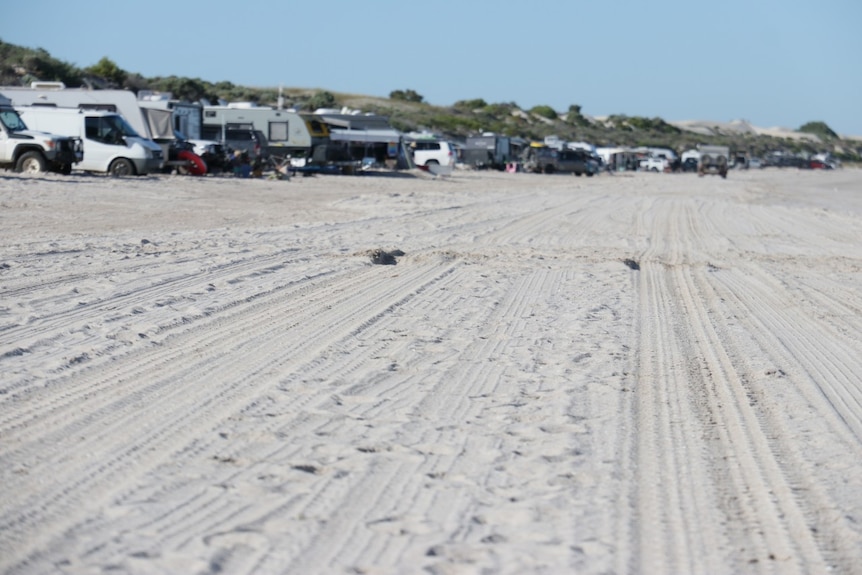 A beach marked by tyre tracks with caravans on its fringe.