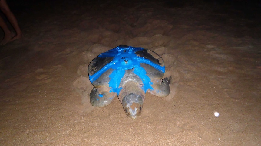 Flatback Sea Turtle in tracking harness at Bare Sand Island.