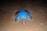 Flatback Sea Turtle in tracking harness at Bare Sand Island.