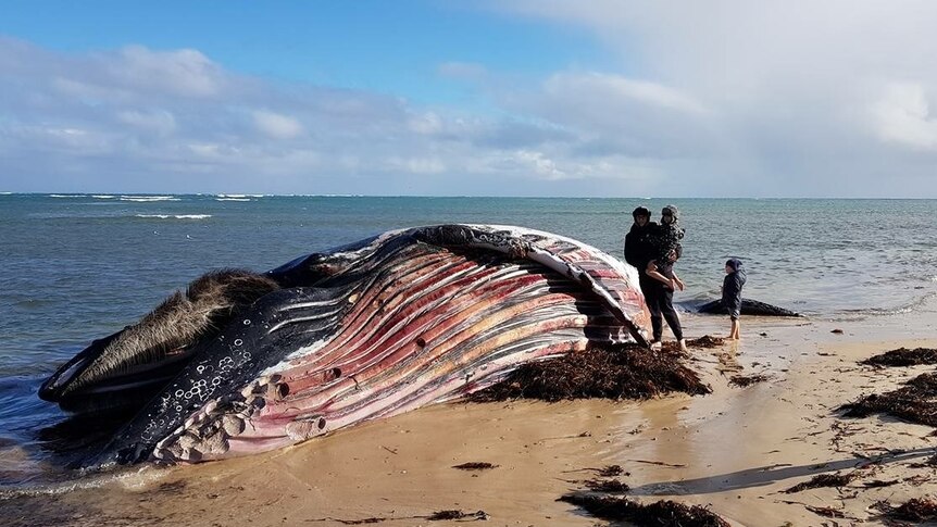 A person standing on the shore next to a beached whale carcass in South Australia