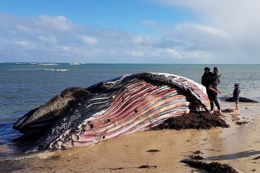 A person standing on the shore next to a beached whale carcass in South Australia