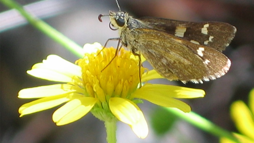 Desert sand-skipper butterfly 
