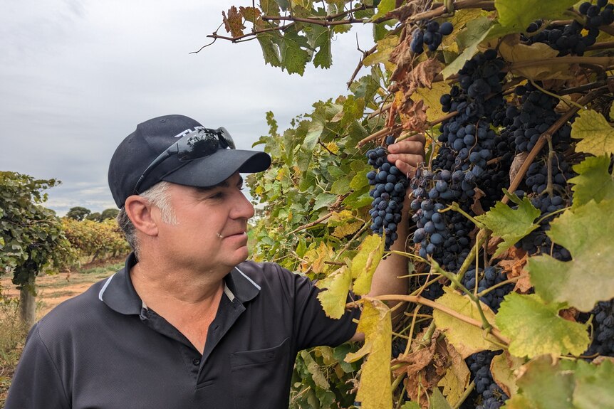 A man wearing a baseball cap inspects purple grapes on a vine