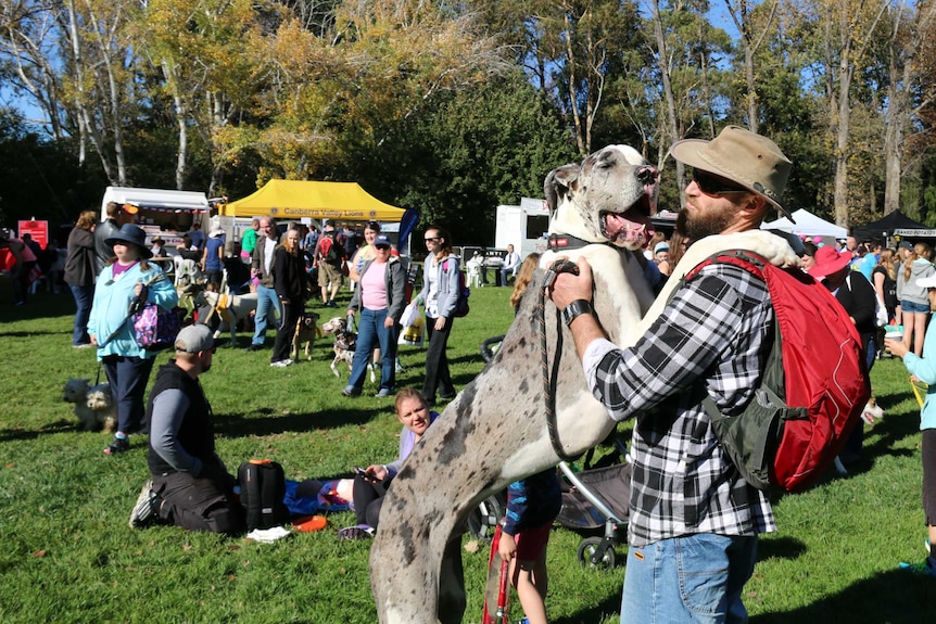A great dane gives its owner a hug.