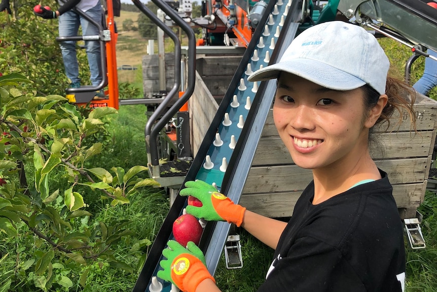 Japanese woman Arisa Yoshida with an apple picking machine.