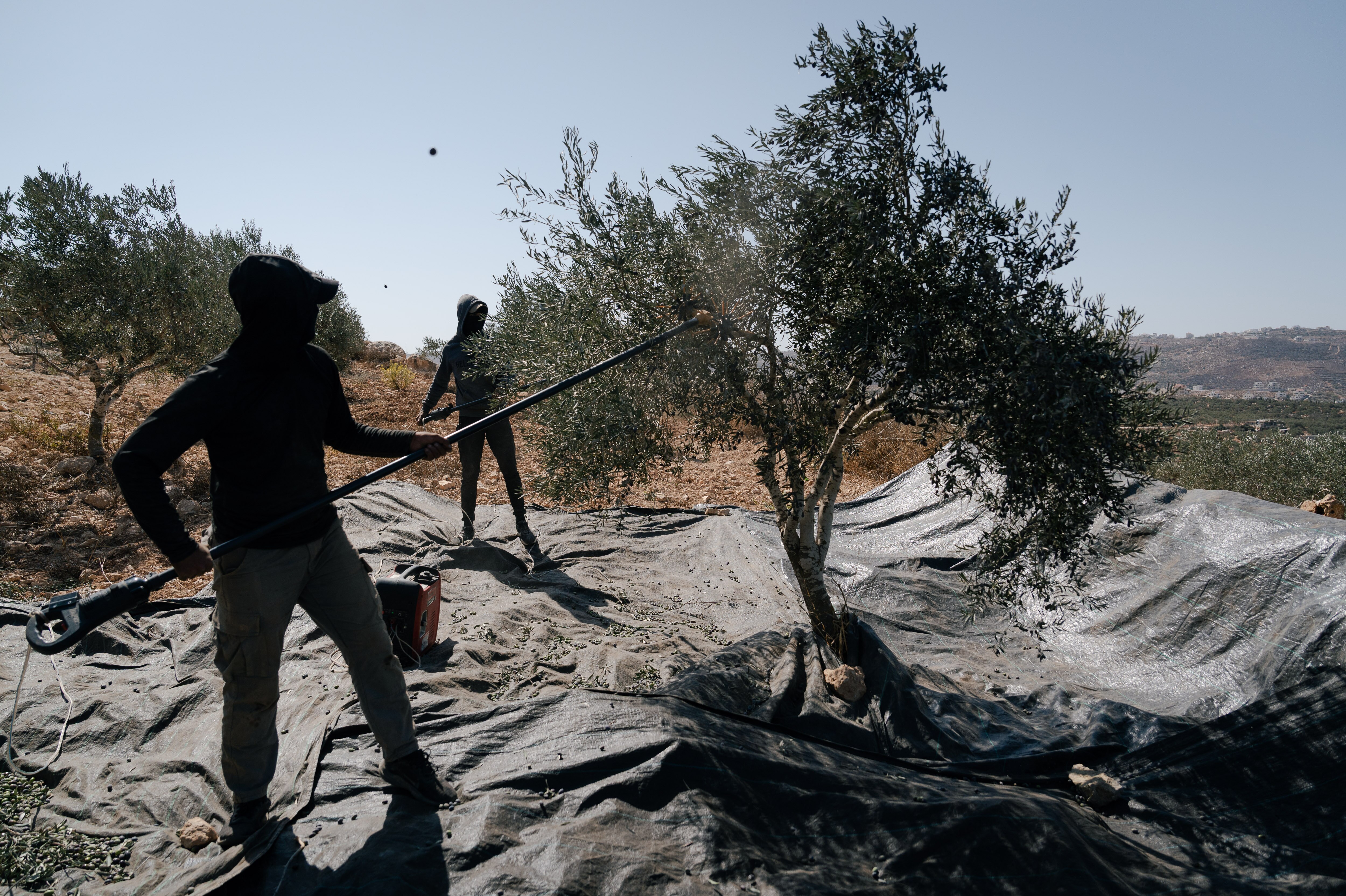 A man using a stick to shake olives off a tree