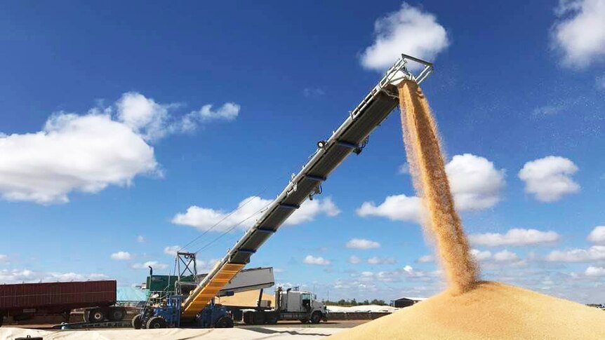 Grain pouring into a large pile at a grain receival site