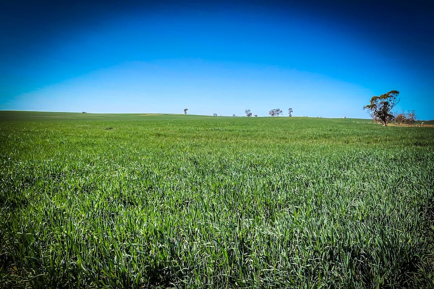 Crops growing in the Millewa