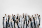 About 25 sardines lying across a white table.