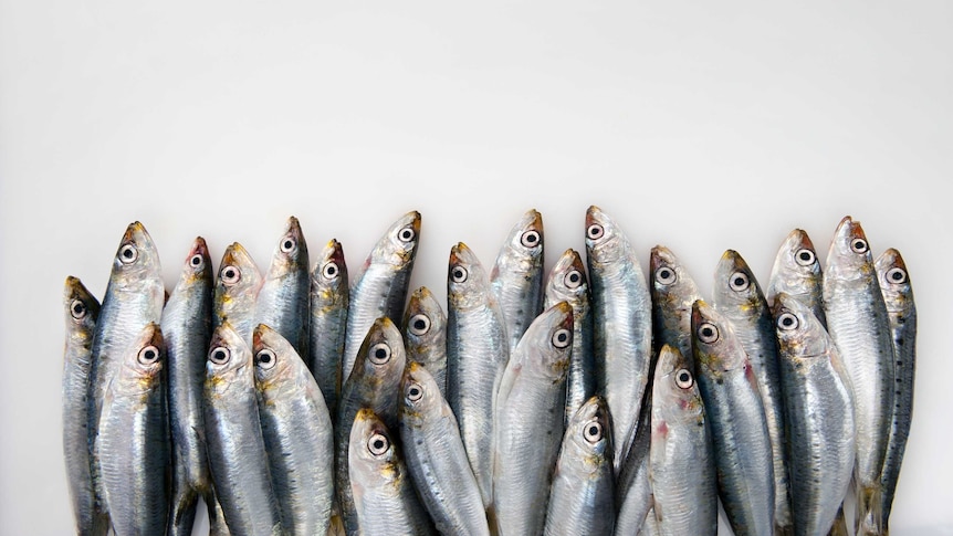 About 25 sardines lying across a white table.