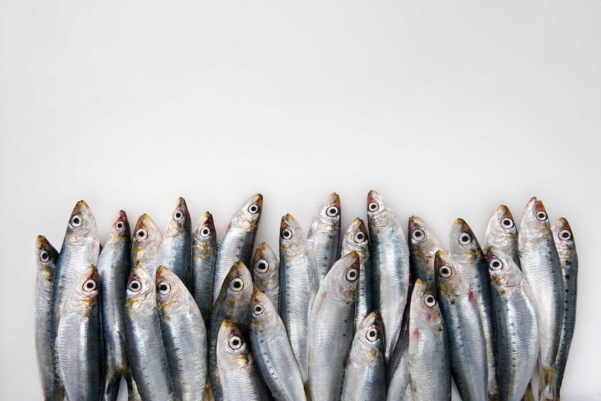 About 25 sardines lying across a white table.