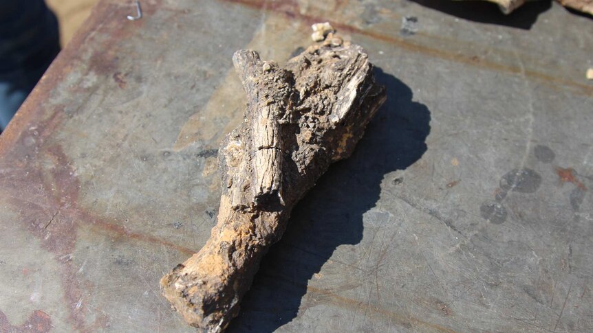 A chunk of rock with a stick of petrified wood embedded in it sits on a metal tabletop.
