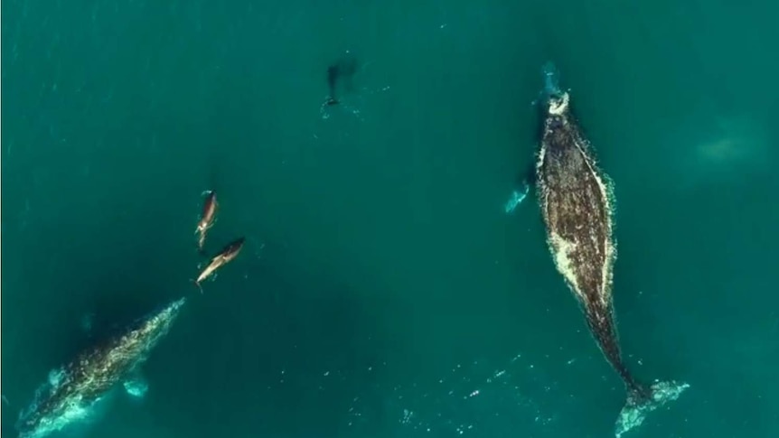 Whales and dolphins swimming in the ocean