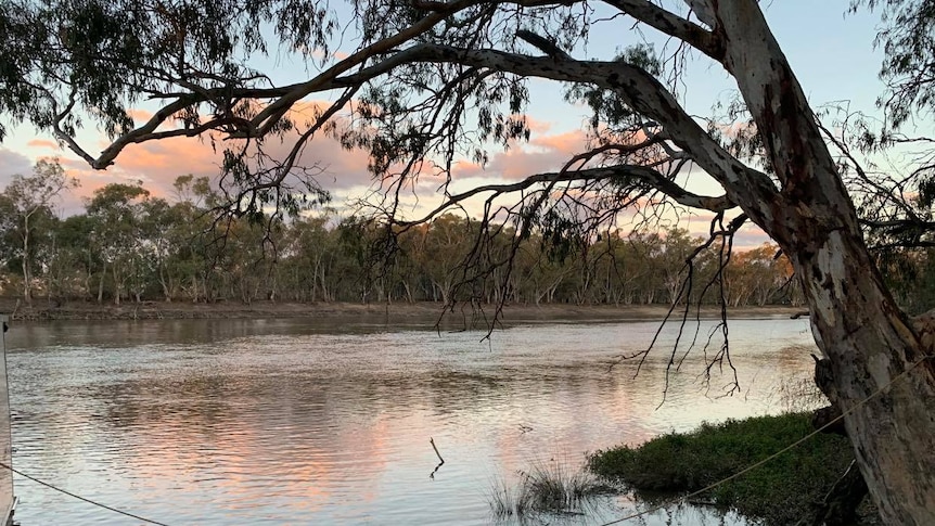 a river runs behind a native tree as the sunset sinks in the background.