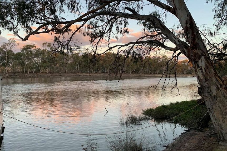 a river runs behind a native tree as the sunset sinks in the background.