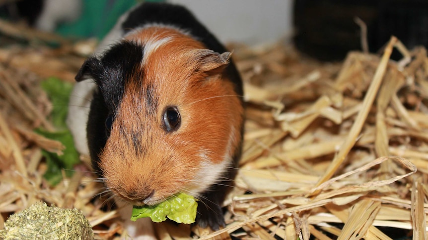 brown and black guinea pig eating lettuce