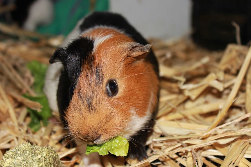 brown and black guinea pig eating lettuce