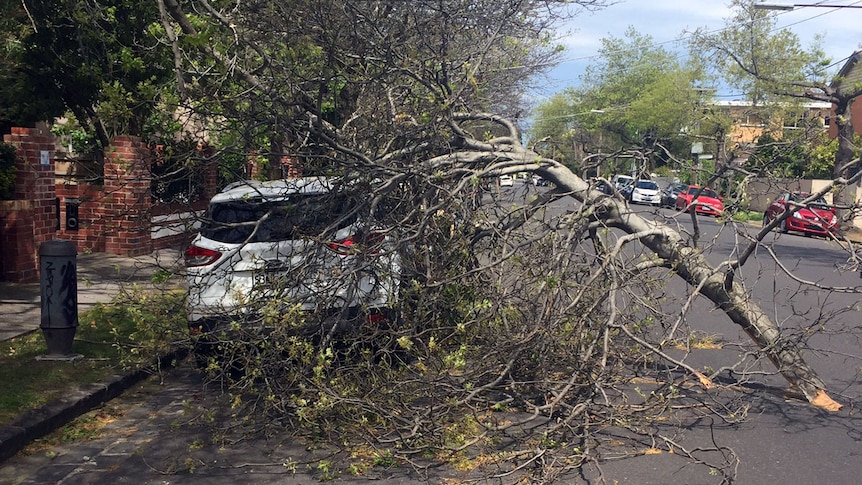 Tree down on a car at St Kilda East