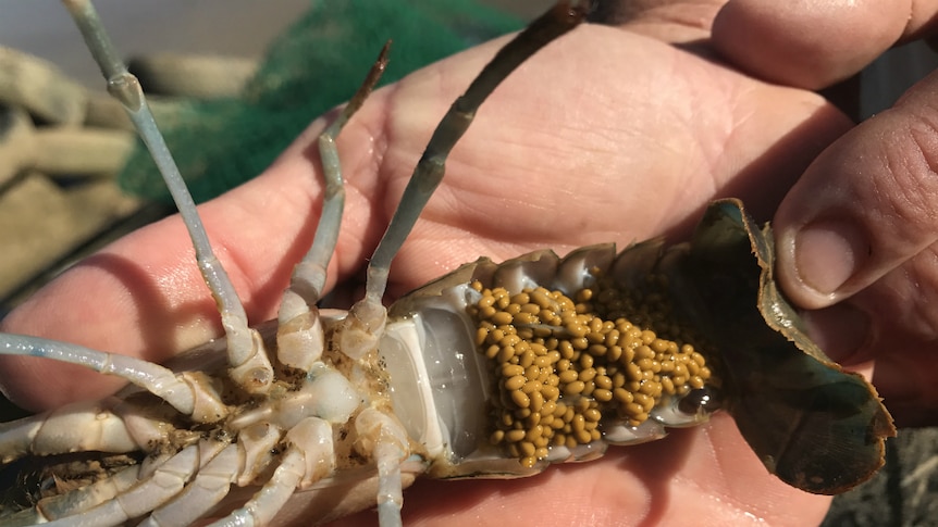 A redclaw crayfish laden with eggs.