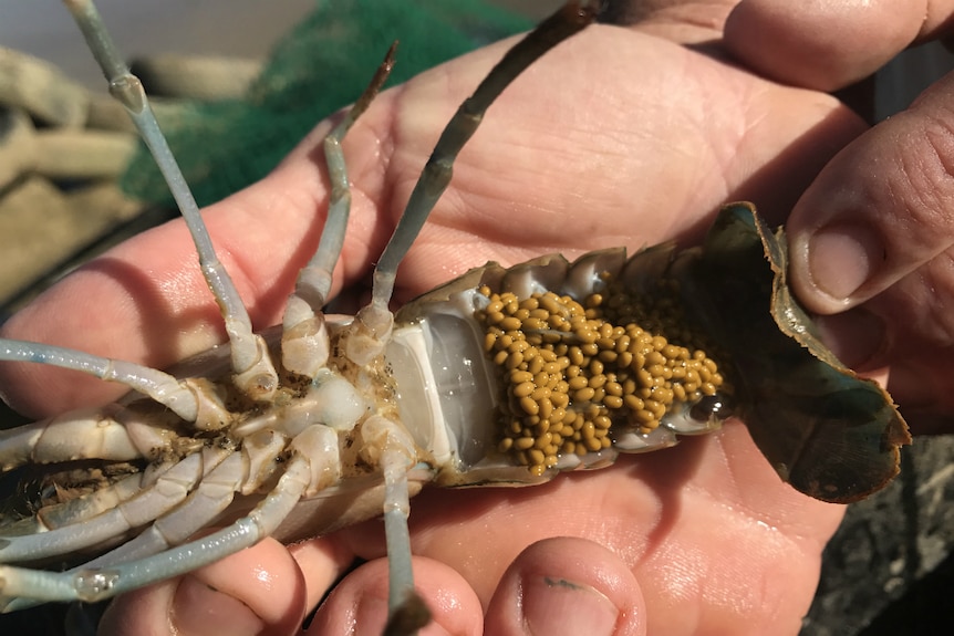 A redclaw crayfish laden with eggs.