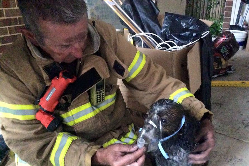 A firefighter puts an oxygen mask on a dog found in a smoke-filled house.