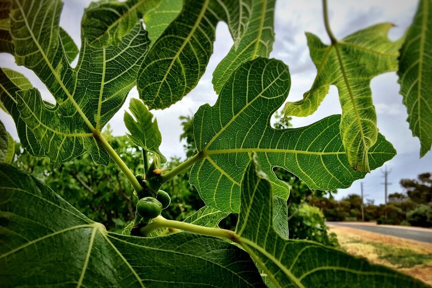 Figs growing in SA's Riverland