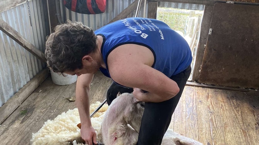 A young man in a blue singlet and black pants crouches over a sheep, shearing away its wool. 