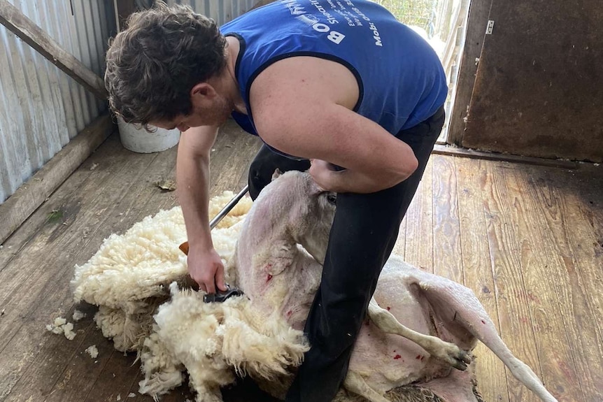 A young man in a blue singlet and black pants crouches over a sheep, shearing away its wool.