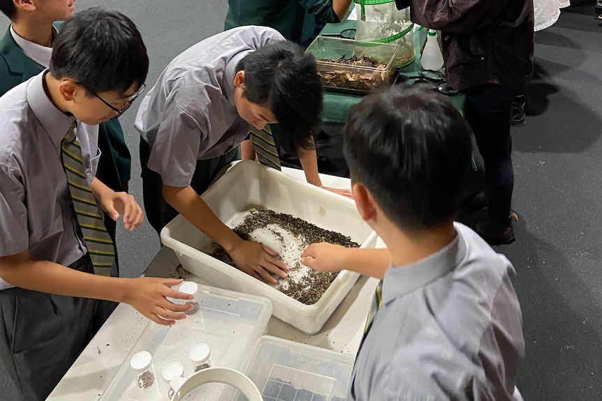 three young male students work on a science project