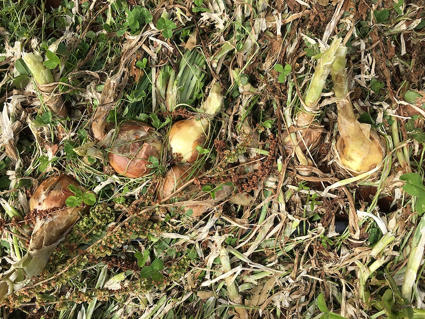 Damaged onions on the ground.