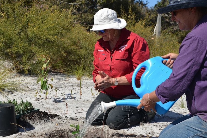 Sabrina Hahn and Sylvia Leighton water in a new banksia seedling in a sand patch on her farm.