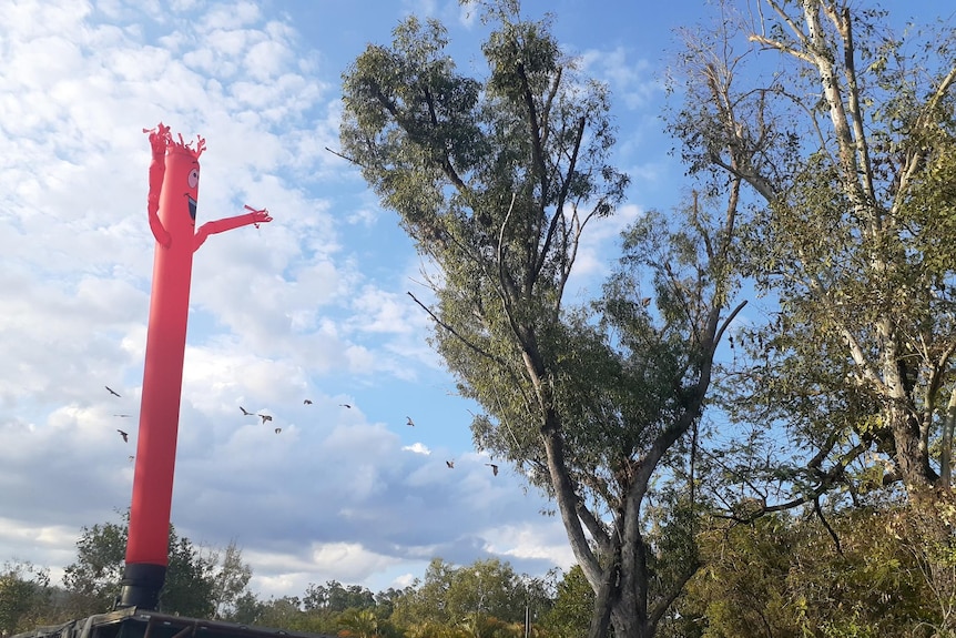 A large inflatable tube man near a gum tree, with a number of flying foxes flying away.