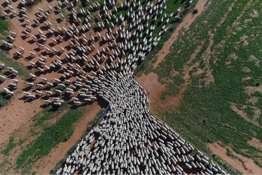 Photo of fence being used to herd sheep