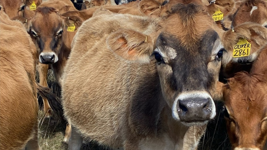Close up of sick brown dairy cow in a herd.