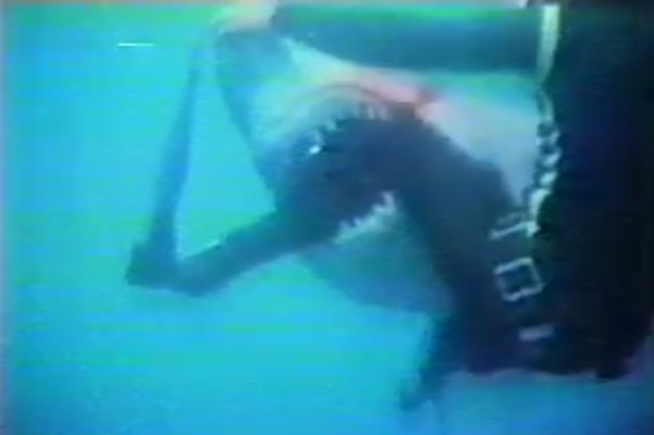 Henri Bource attacked by shark