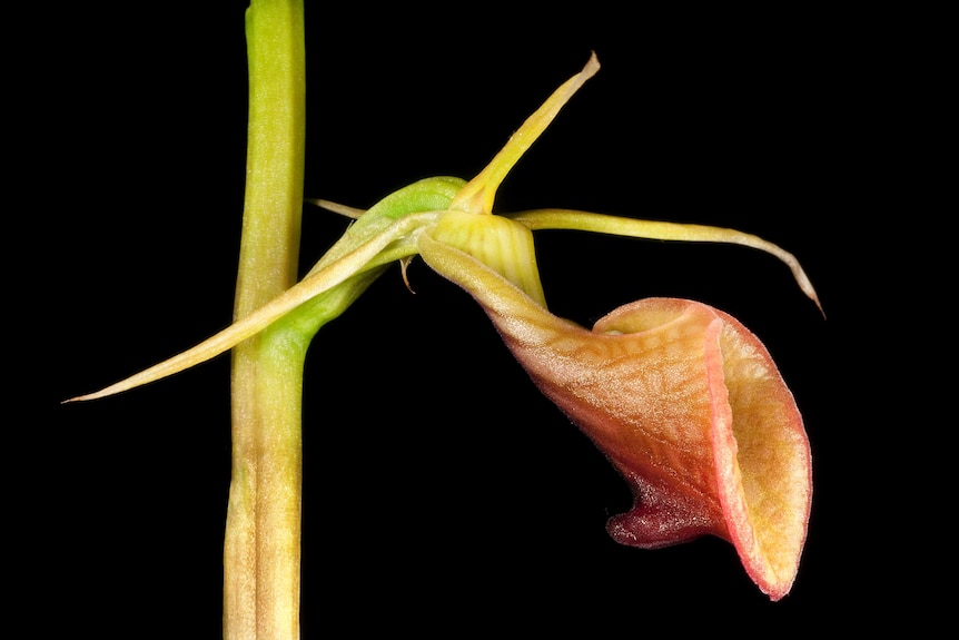 Cryptostylis ovata