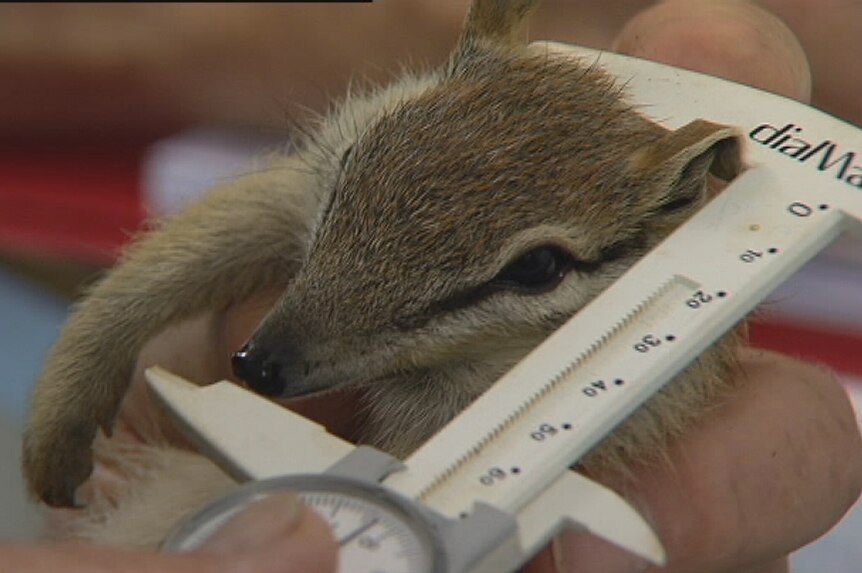 Numbat being measured with device