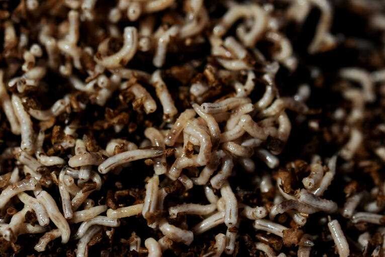 Maggots cooperate to form living fountains to devour food at speedy rates -  ABC News