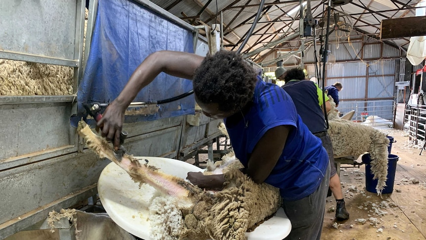 A man shearing a sheep on an upright shearing platform in a shed.