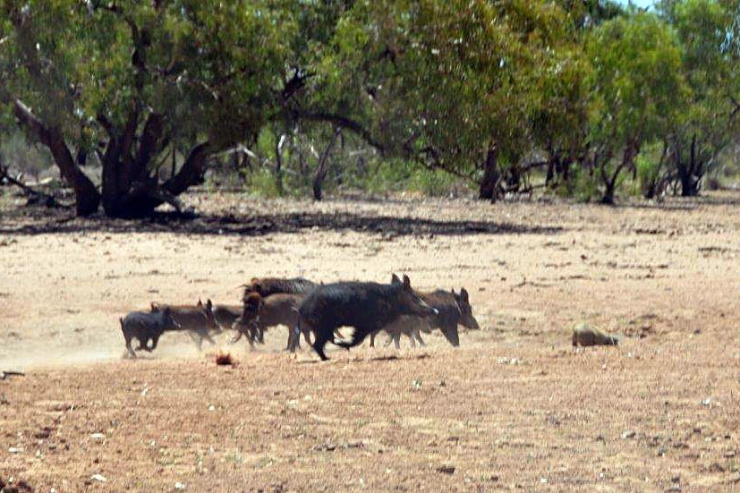 Feral pigs run through the bush.