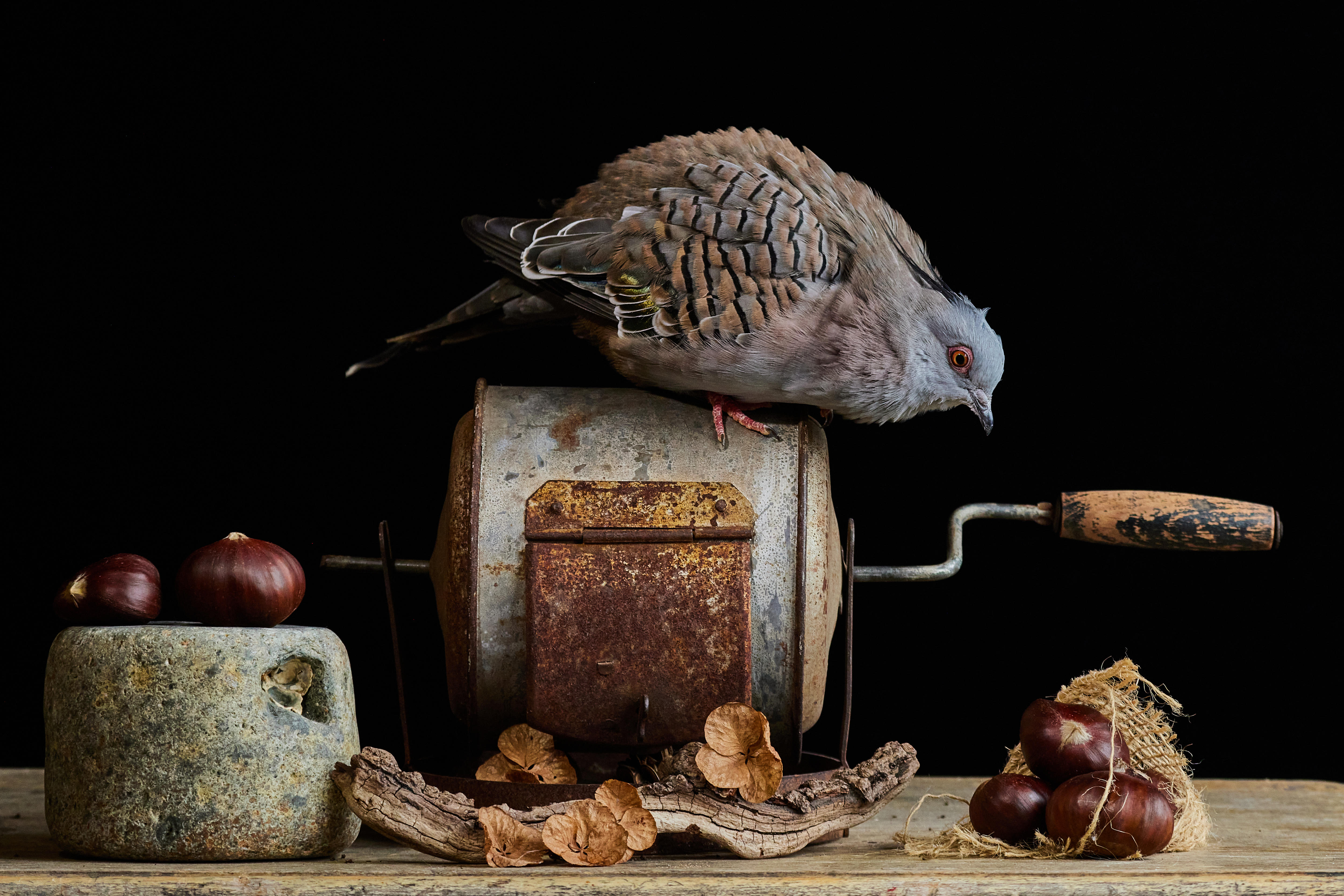 A crested dove sits atop an antique chestnut roaster. 