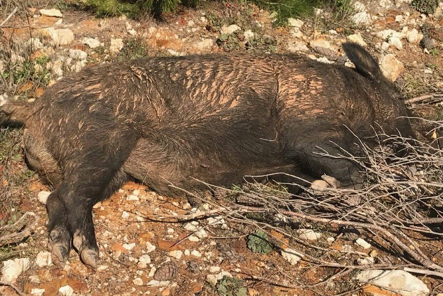 A wild pig lying on the floor after being shot dead.