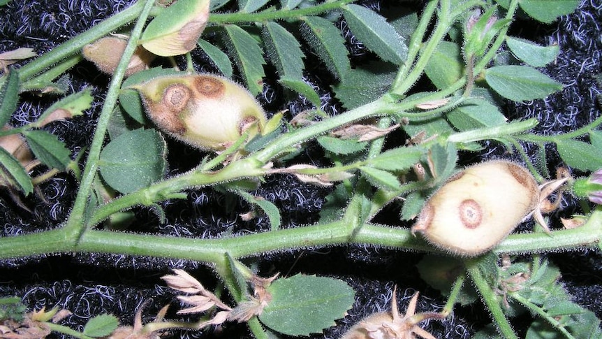 Wet weather brings disease to 2016 chickpea crop