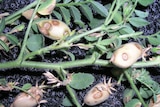 Chickpea growers being warned to lookout for Ascochyta blight in their crops after 27 cases found in New South Wales