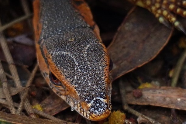 A colourful Rosenberg's Monitor hatchling in Canberra.