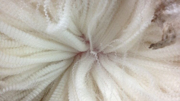 Merino wool showing fine crimp