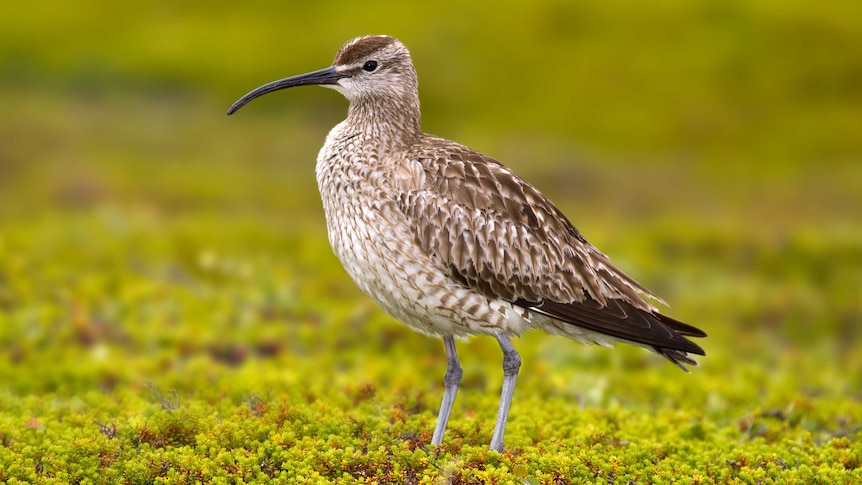 A mottled brown shorebird with a long pointy beak