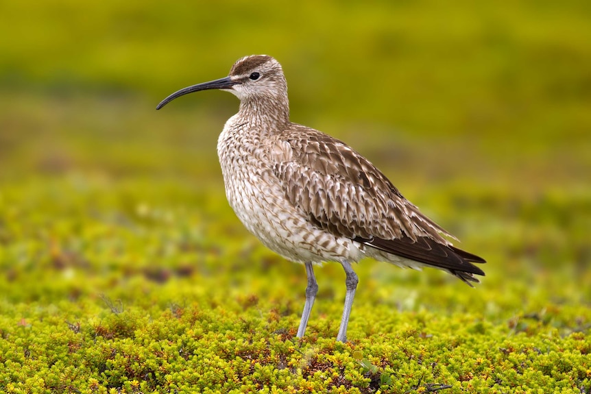 A mottled brown shorebird with a long pointy beak