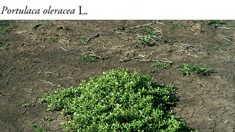 pictures of pigweed on the ground